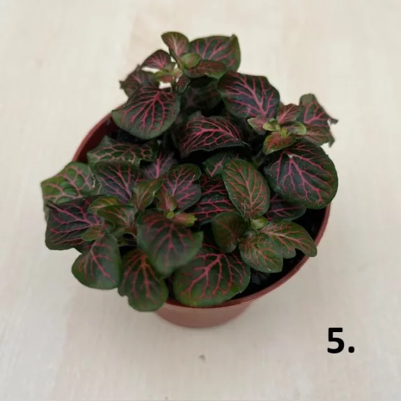 Fittonia 1 pcs