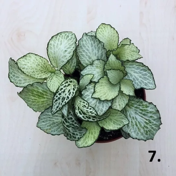 Fittonia 1 pcs