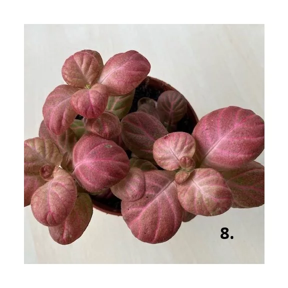 Fittonia 1 pcs