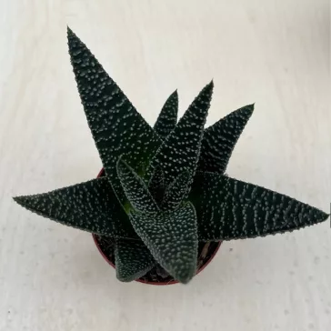 Gasterhaworthia cv Royal Highness