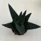 Gasterhaworthia cv Royal Highness