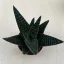 Gasterhaworthia cv Royal Highness