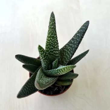 Gasterhaworthia cv Royal Highness