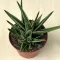 Gasteraloe Doreen