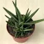 Gasteraloe Doreen