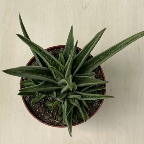 Gasteraloe Doreen