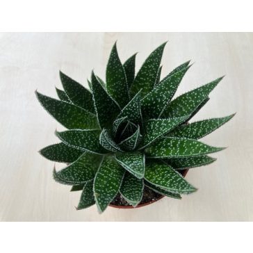 Gasteria D Due