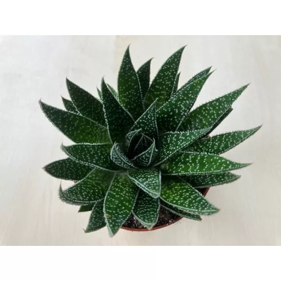 Gasteria D Due Gasteria D Due