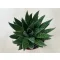 Gasteria D Due