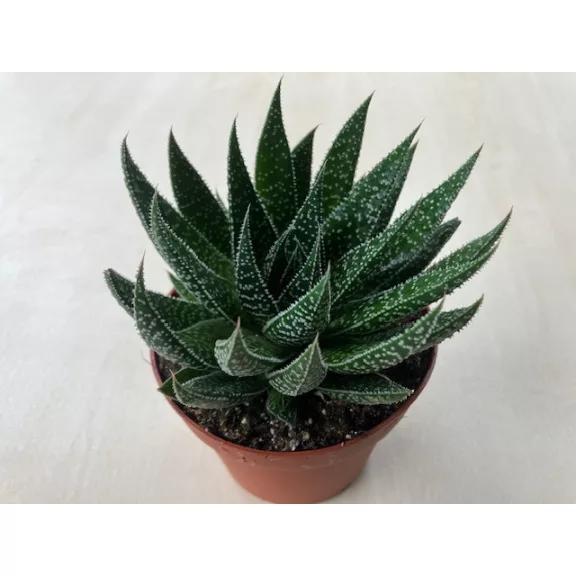 Gasteria D Due Gasteria D Due