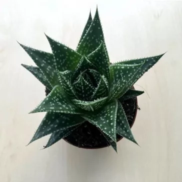 Gasteria D Due