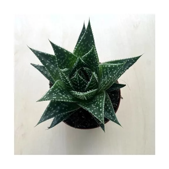 Gasteria D Due Gasteria D Due