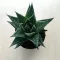Gasteria D Due