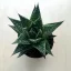 Gasteria D Due