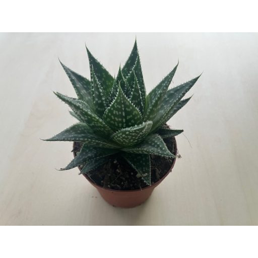 Gasteria D Due