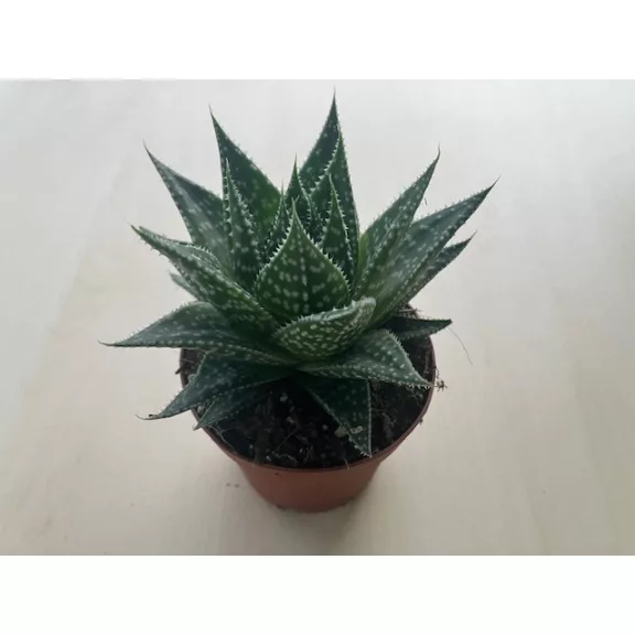 Gasteria D Due Gasteria D Due