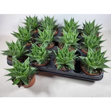 Gasteria D Due