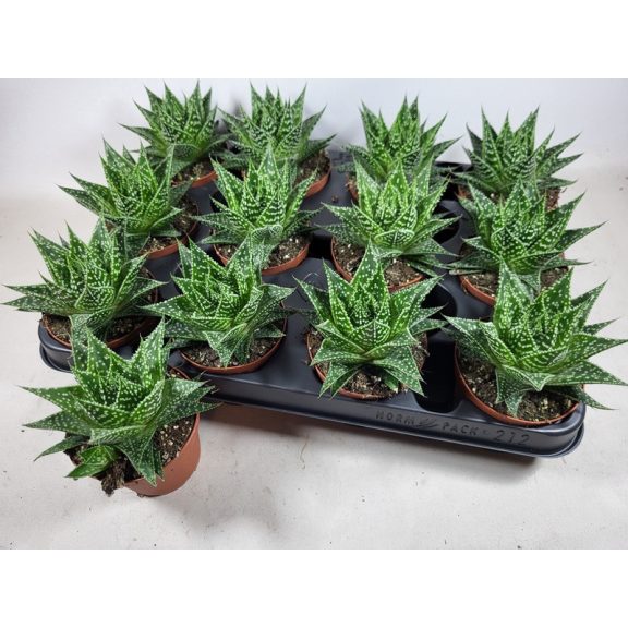 Gasteria D Due