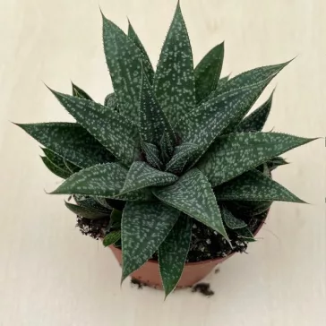 Gasteria 'Grey Moon'