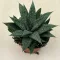 Gasteria 'Grey Moon'