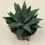 Gasteria 'Grey Moon'