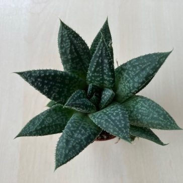 Gasteria 'Grey Moon'
