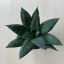 Gasteria 'Grey Moon'