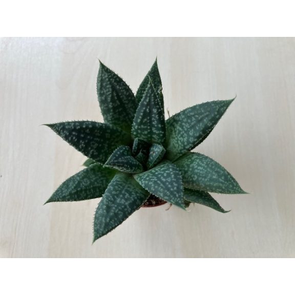 Gasteria 'Grey Moon'