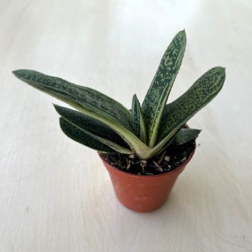 Gasteria 'Little Warty'