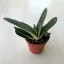 Gasteria 'Little Warty'