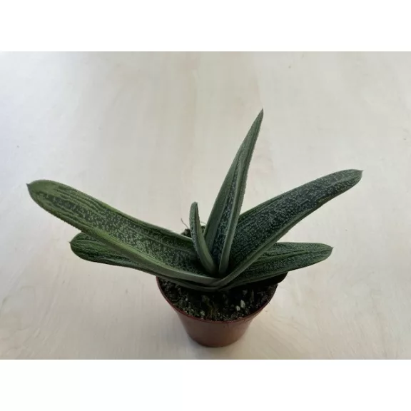 Gasteria 'Little Warty' Gasteria 'Little Warty'