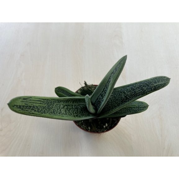 Gasteria 'Little Warty'