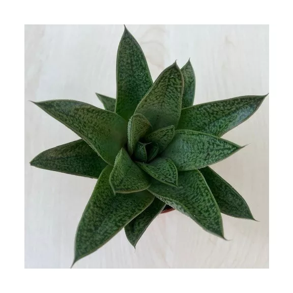 Gasteria x Aloe Tiga Gasteria x Aloe Tiga