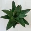 Gasteria x Aloe Tiga