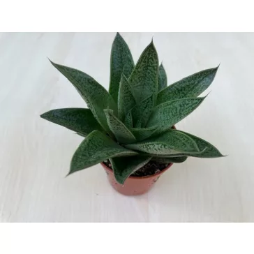 Gasteria x Aloe Tiga