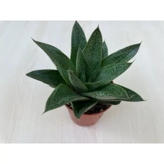 Gasteria x Aloe Tiga Gasteria x Aloe Tiga