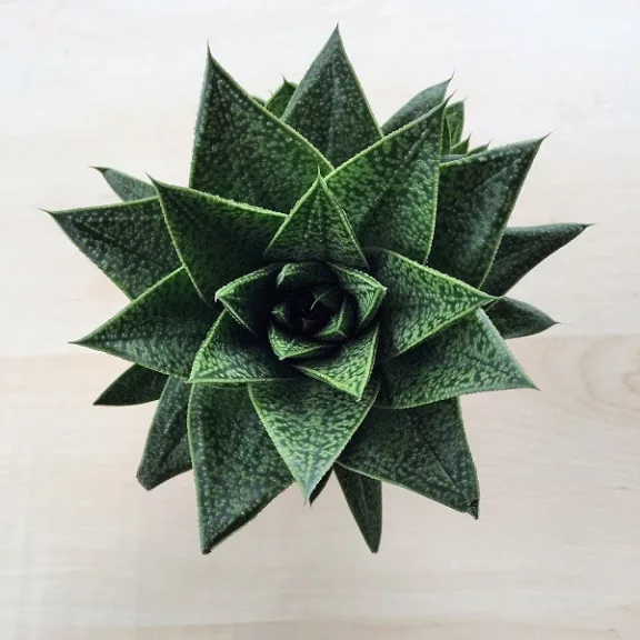 Gasteria x Aloe Tiga Gasteria x Aloe Tiga