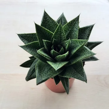 Gasteria x Aloe Tiga
