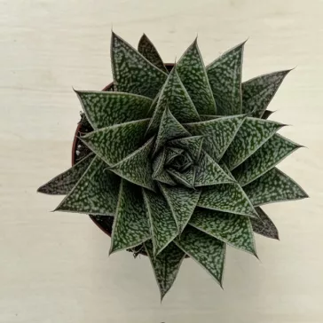 Gasteria x Aloe Tiga
