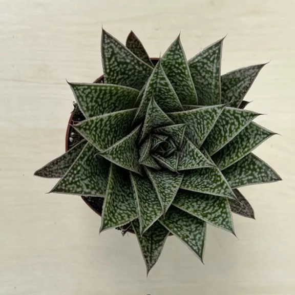 Gasteria x Aloe Tiga Gasteria x Aloe Tiga