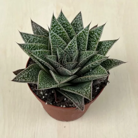 Gasteria x Aloe Tiga Gasteria x Aloe Tiga