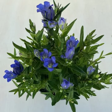 Gentiana 'Diana'