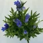 Gentiana 'Diana'