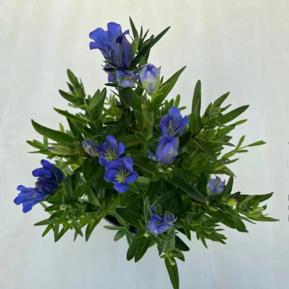 Gentiana 'Diana'