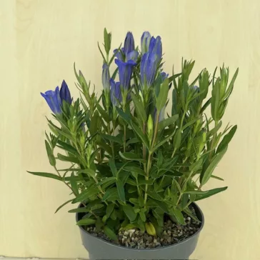 Gentiana 'Diana'