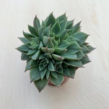 Graptopetalum altair