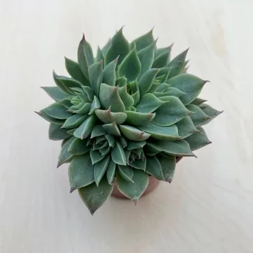 Graptopetalum altair