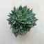 Graptopetalum altair