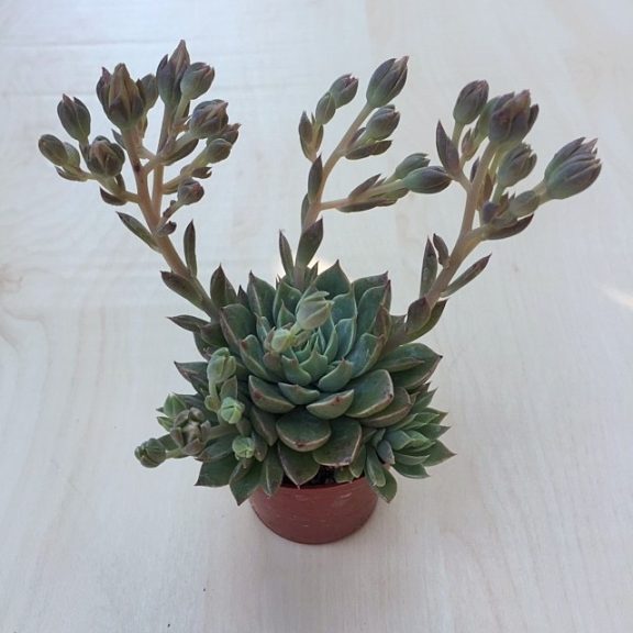 Graptopetalum altair