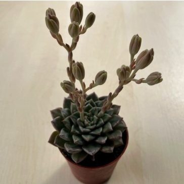 Graptopetalum bellum 'Vega'